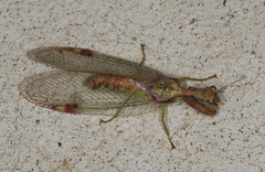 Ditaxis meridiei