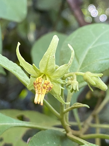 Solanum insidiosum