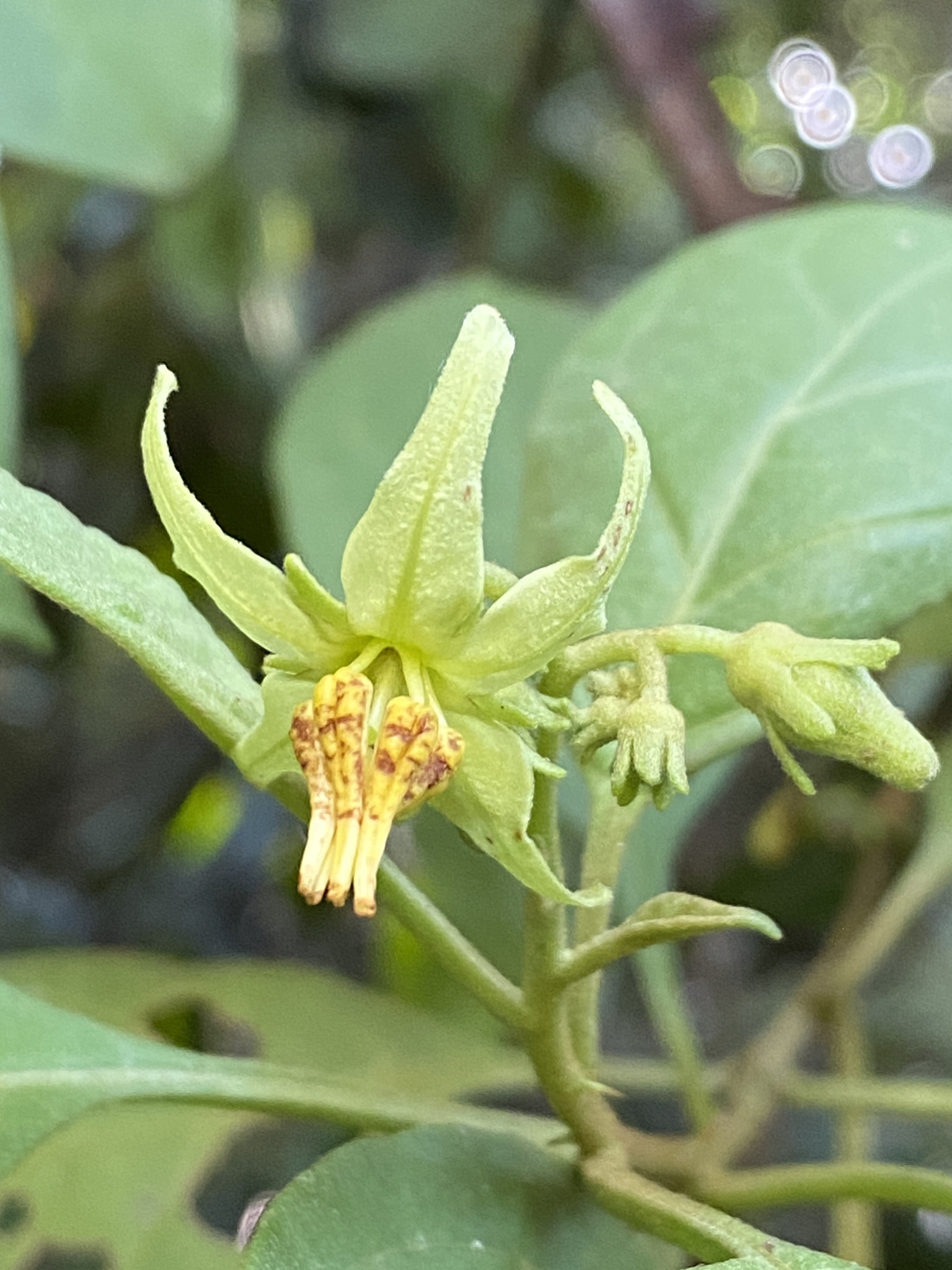 Solanum insidiosum