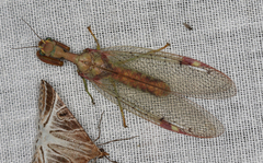 Ditaxis meridiei