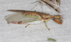 Ditaxis meridiei