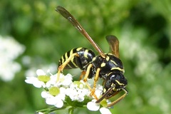 Polistes