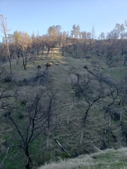 Pinus sabiniana
