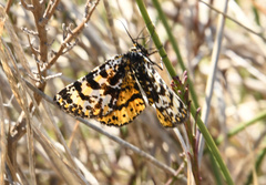 Eurranthis plummistaria