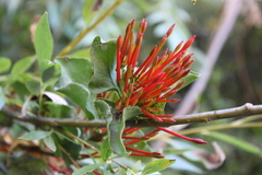 Tristerix corymbosus