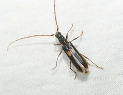 Epithora dorsalis