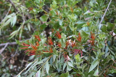 Tristerix corymbosus