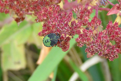 Palomena