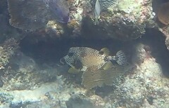 Lactophrys triqueter