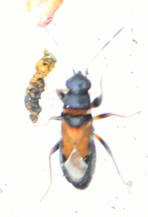 Ischnocoris hemipterus