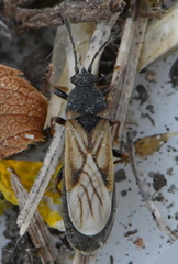 Ischnodemus sabuleti