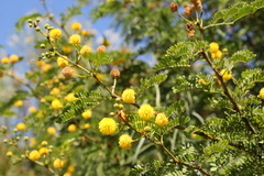 Vachellia karroo