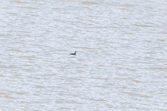 Podiceps auritus