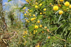 Vachellia karroo