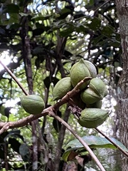 Protium warmingianum