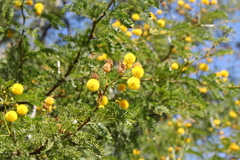 Vachellia karroo