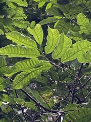 Protium warmingianum