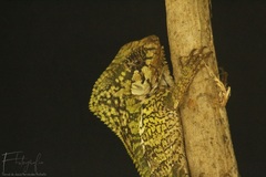 Smooth Helmeted Iguana photo 5