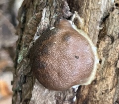 Reticularia splendens