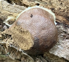 Reticularia splendens