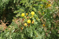 Vachellia karroo
