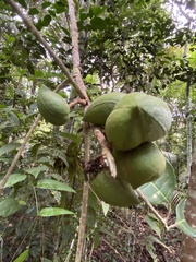 Protium warmingianum