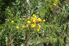 Vachellia karroo