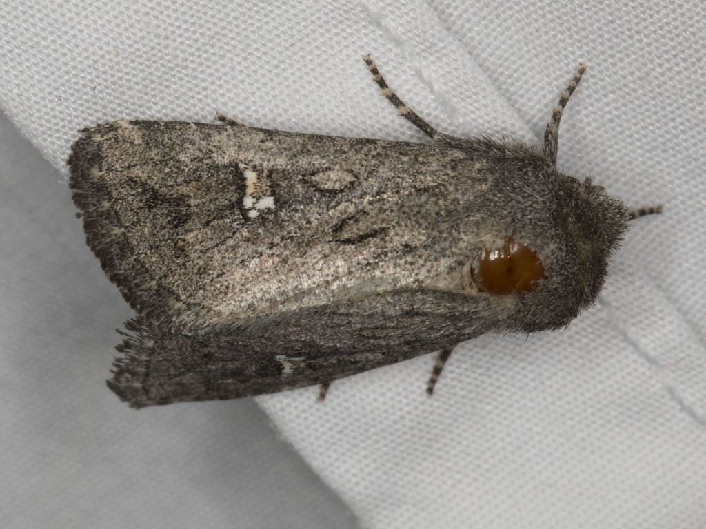 Tricholita fistula