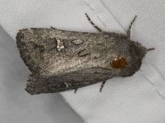 Tricholita fistula