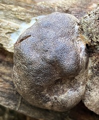 Reticularia splendens