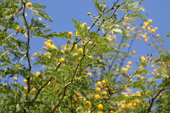 Vachellia karroo