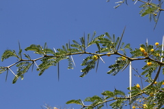 Vachellia karroo