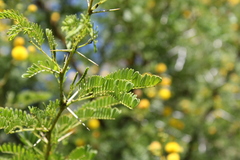 Vachellia karroo