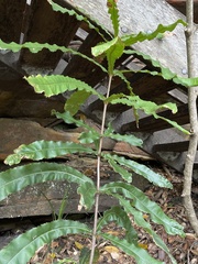 Macadamia integrifolia