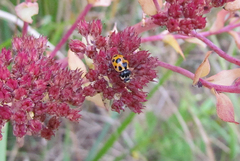 Ceratomegilla notata