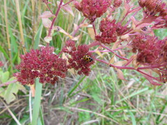Ceratomegilla notata