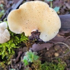 Crepidotus mollis