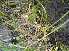 Cuscuta campestris