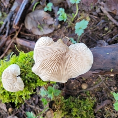 Crepidotus mollis