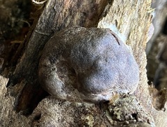 Reticularia splendens