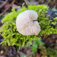 Crepidotus mollis