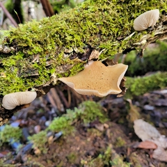 Crepidotus mollis