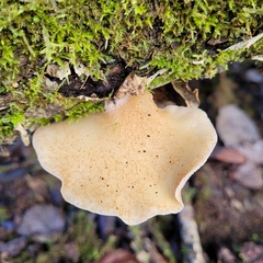Crepidotus mollis