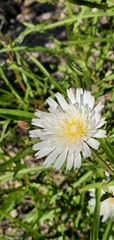 Malacothrix saxatilis