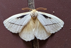 Phiala