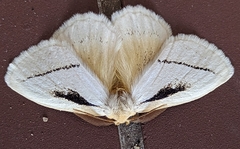 Phiala
