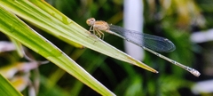 Pseudagrion