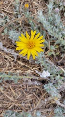 Noticastrum acuminatum
