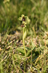 Ophrys bombyliflora