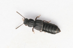 Anotylus rugosus